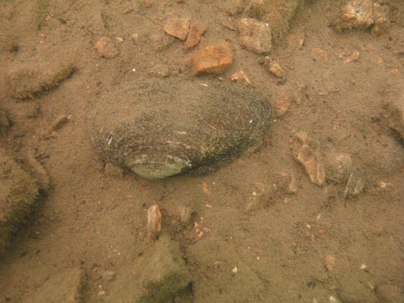 Scuba Table Rock 105.jpg